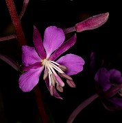 055Chamerion angustifolia 19-5631